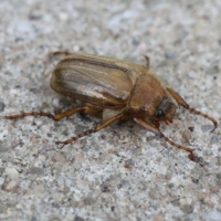 Brachkäfer