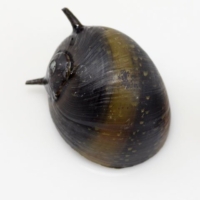 Geweihschnecke