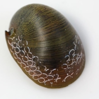 Rennschnecke
