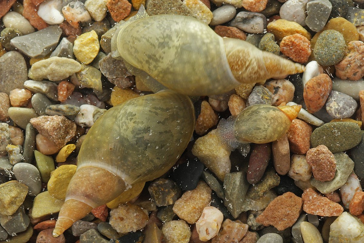 Lymnaea-stagnalis