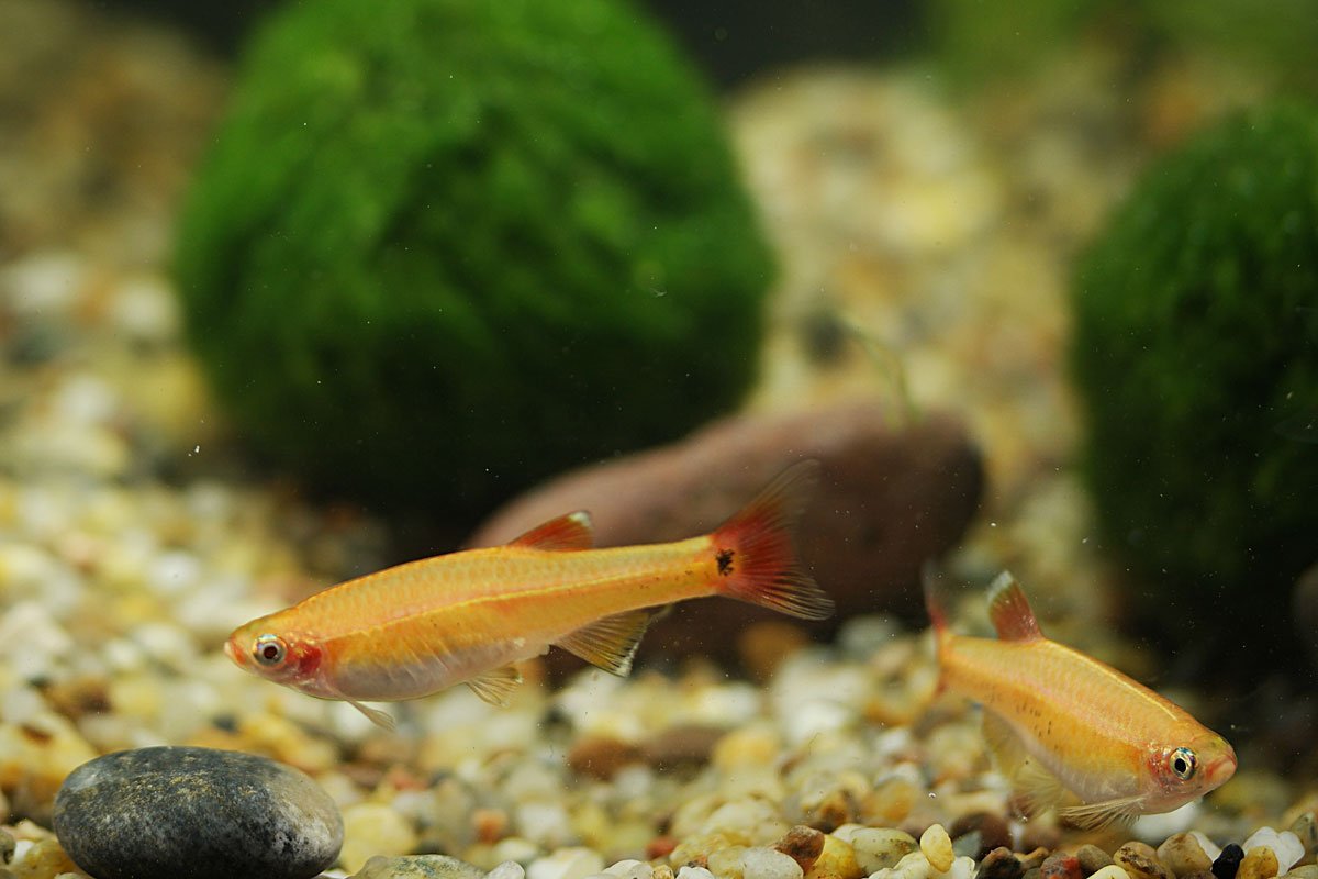 Kardinalfisch-Gold