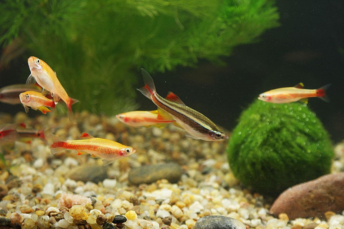 Kardinalfische