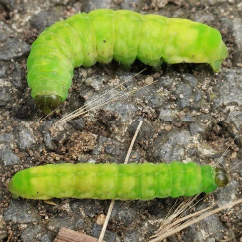 Phlogophora meticulosa (Larve)