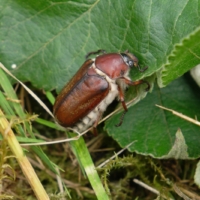 Anoxia villosa