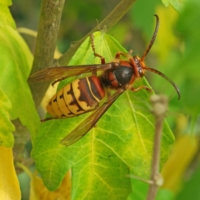 Vespa crabro