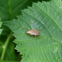Ectobius lapponicus