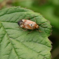 Lygus pratensis