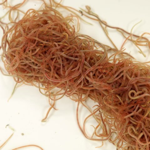 Lumbriculus variegatus
