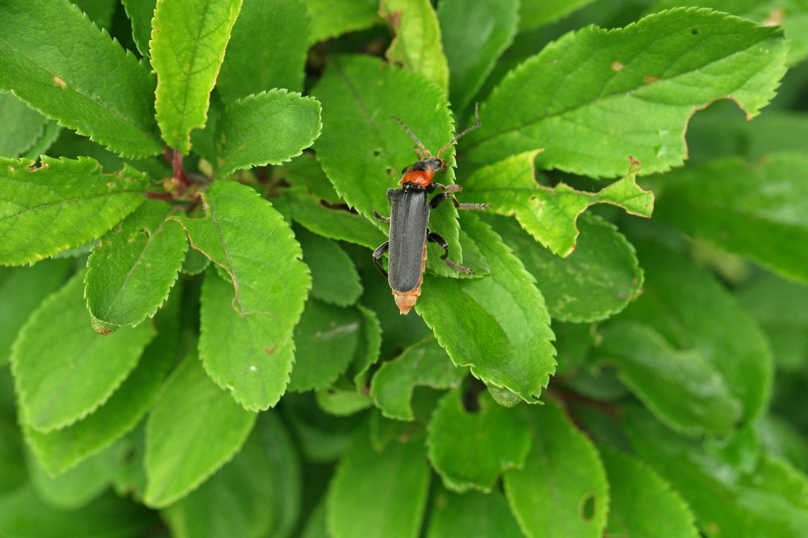 Cantharis fusca