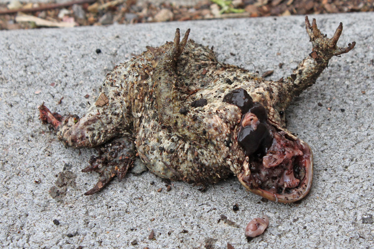 dead-toad
