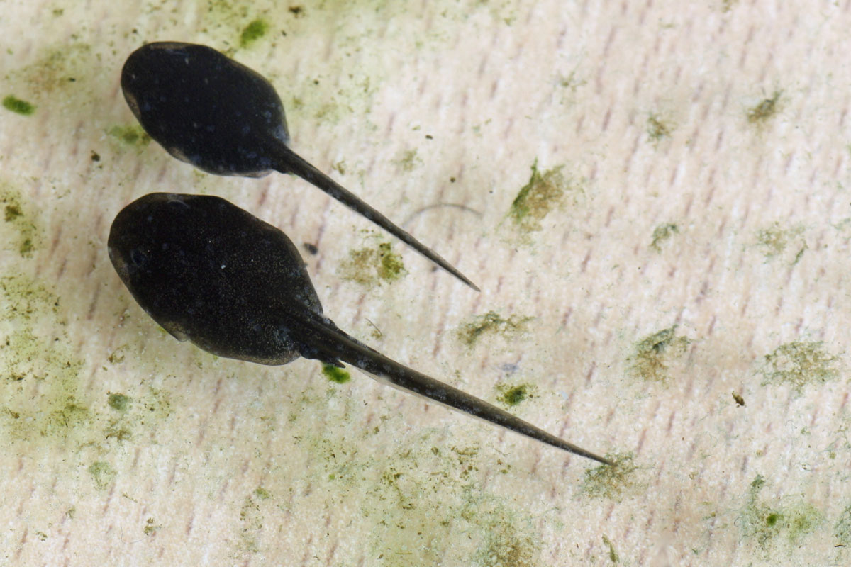 tadpoles-of-common-toad