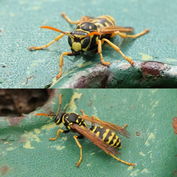 Haus Feldwespe Polistes dominula
