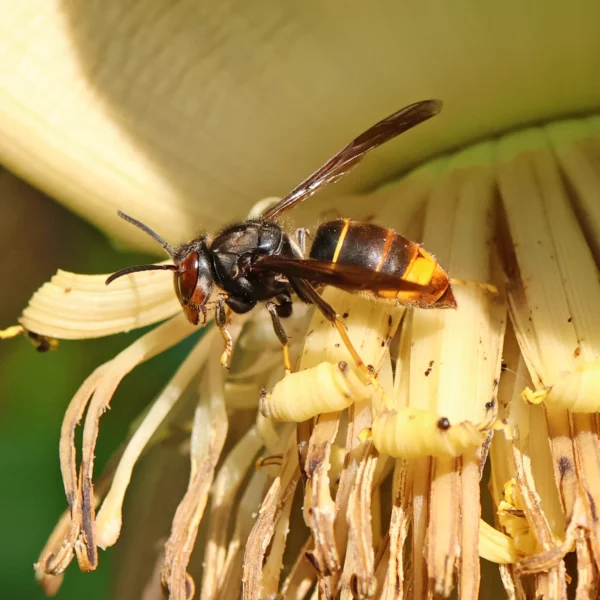 Asiatische Hornisse Vespa velutina