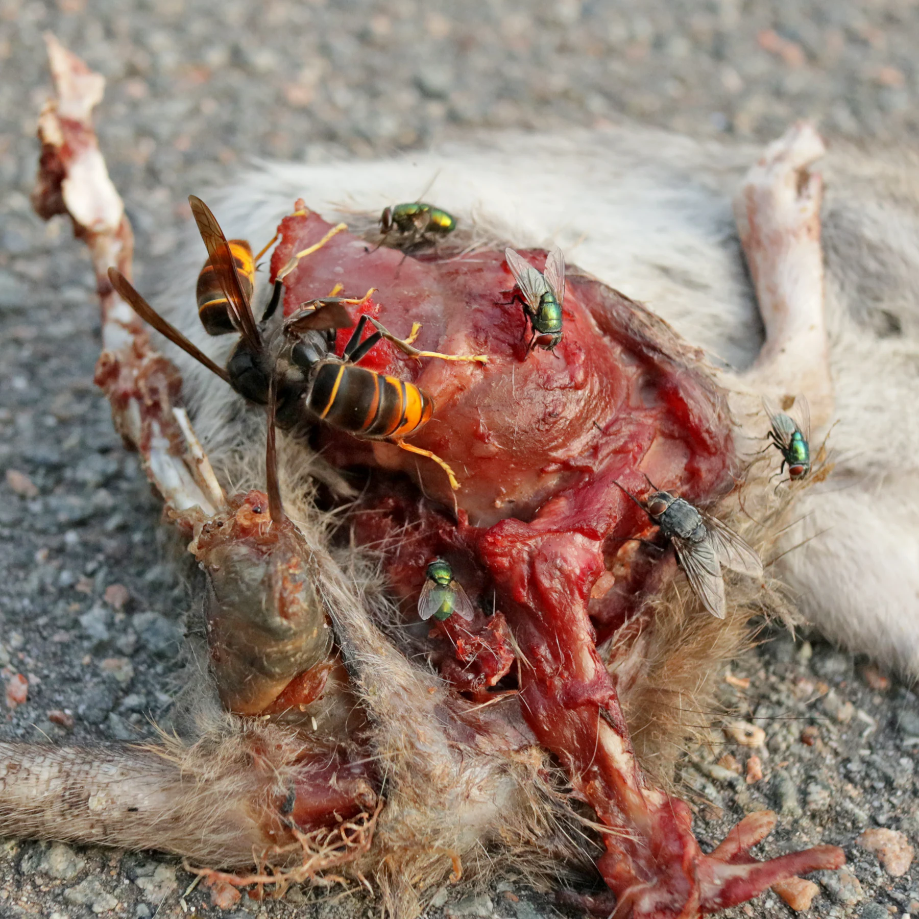Asiatische Hornissen fressen tote Ratte
