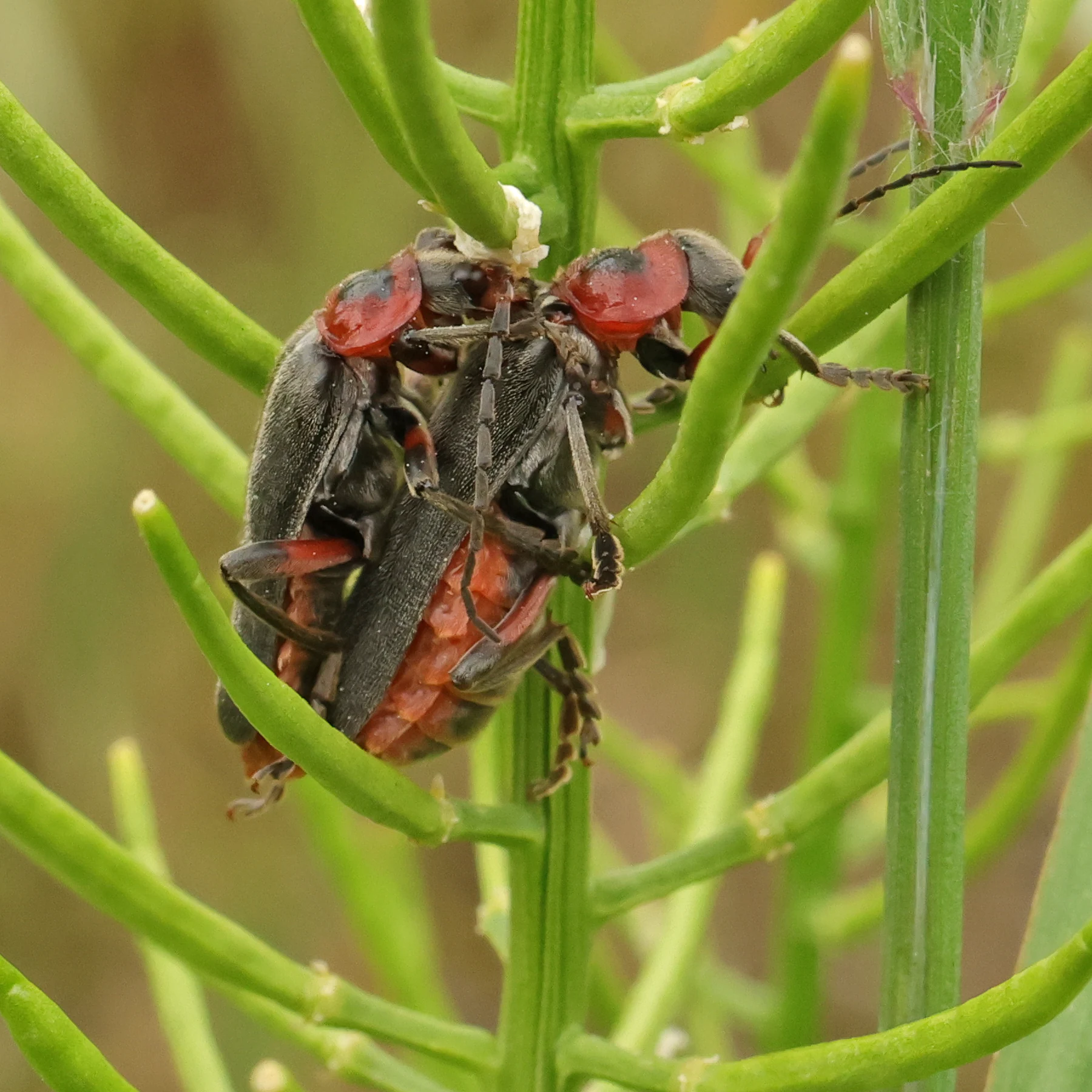 Cantharis rustica Paarung