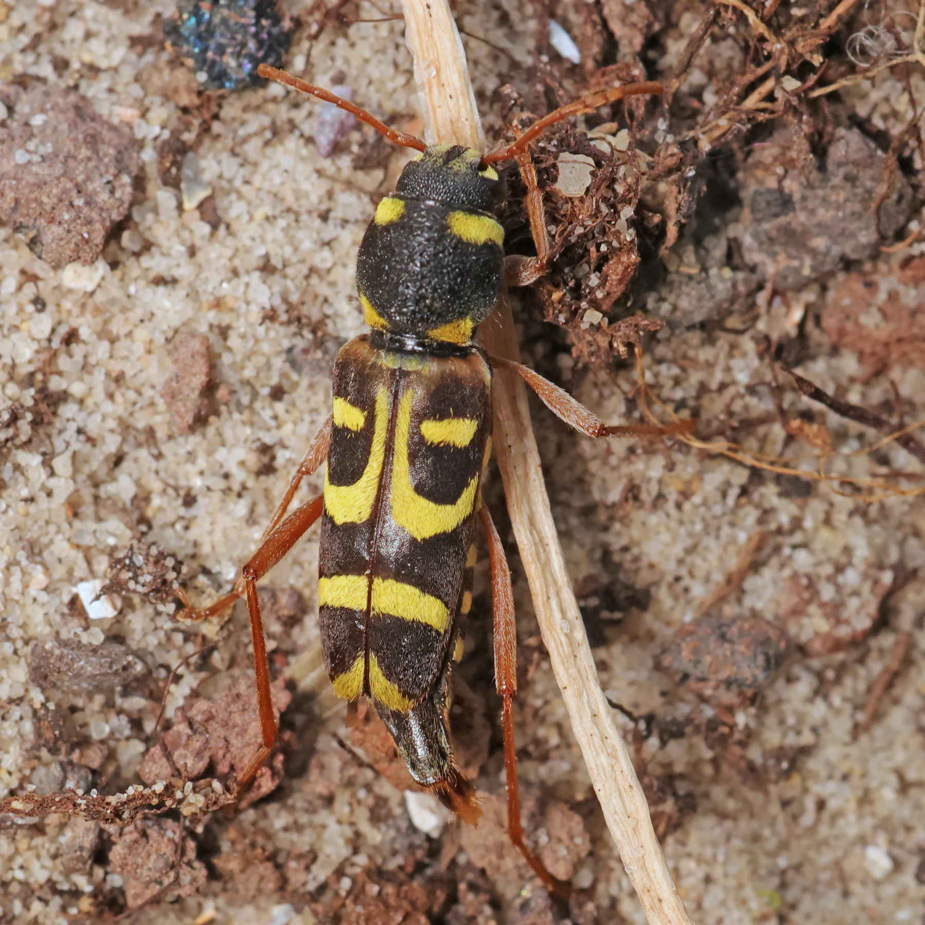 Echter Widderbock