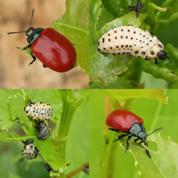 Chrysomela populi Pappelblattkäfer