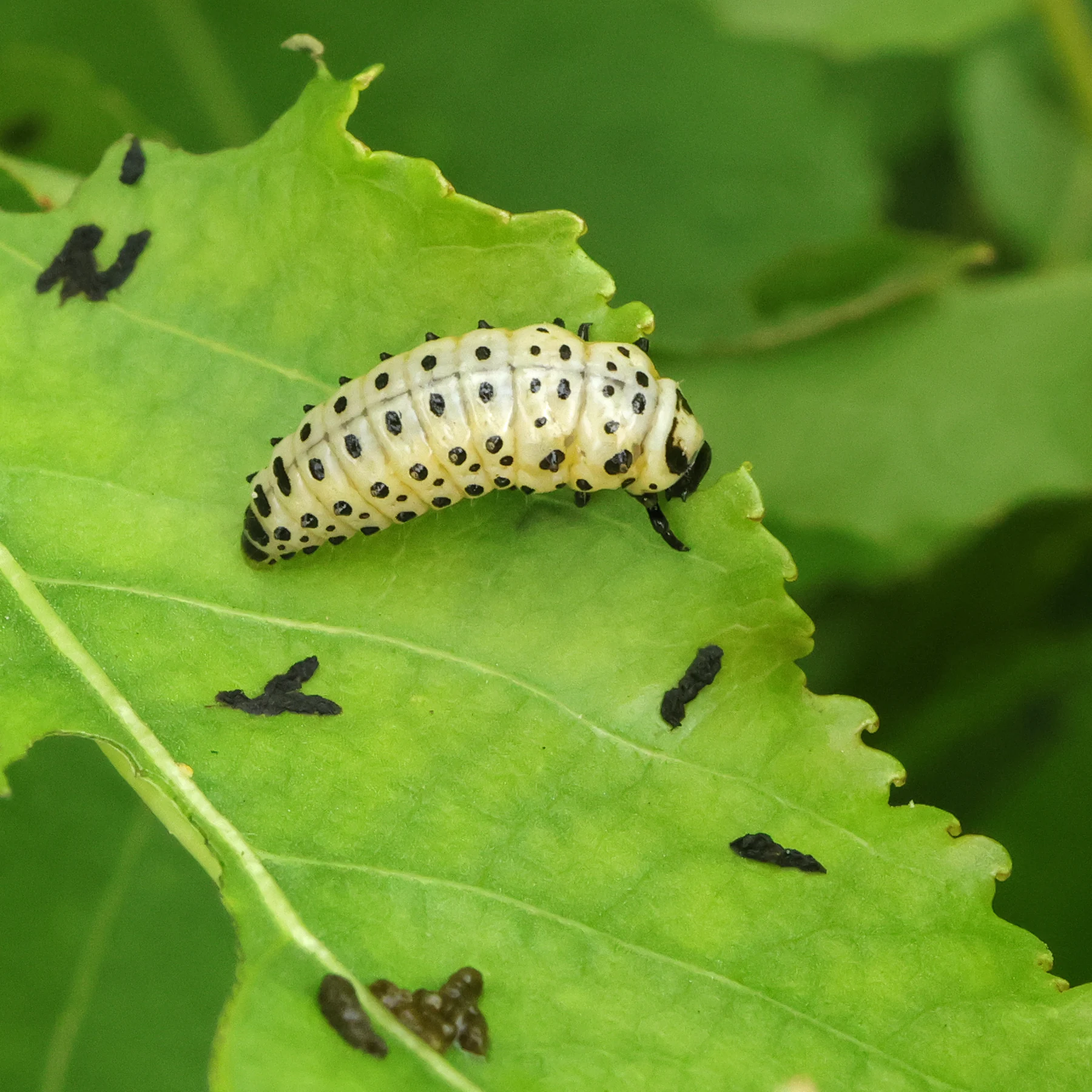 Pappelblattkäfer Larve