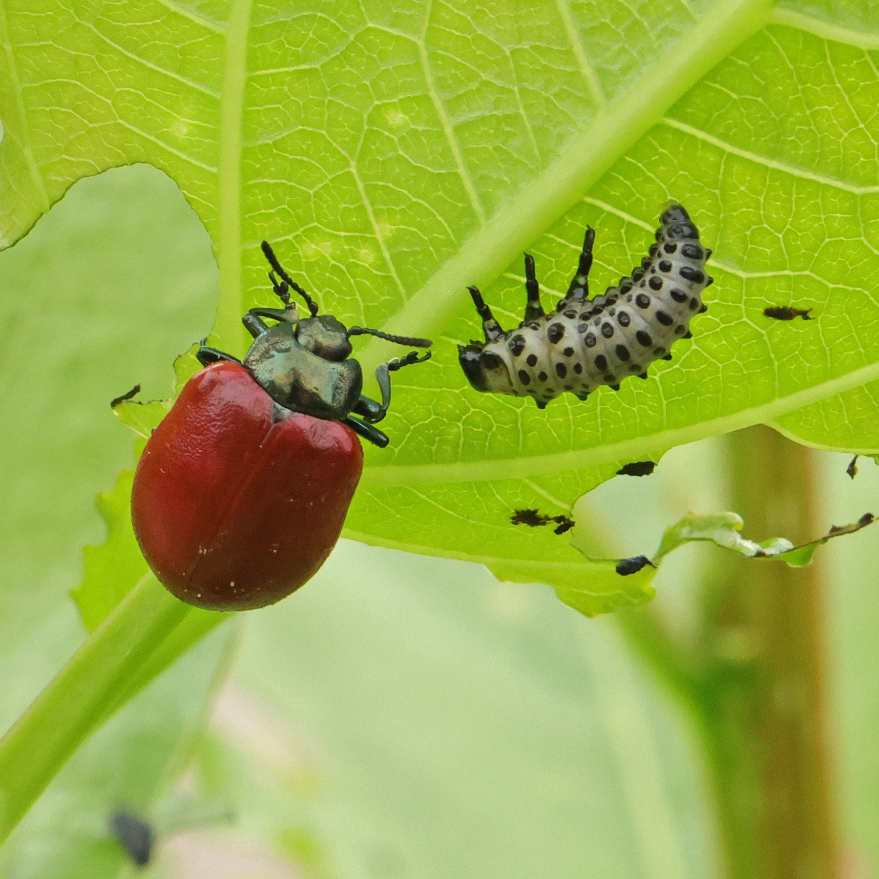 Weidenblattkäfer und Larve