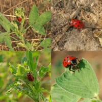 Gonioctena fornicata